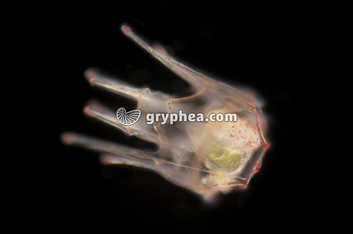 Oursin - Larve Pluteus agée - stade 8 bras x40  - gryphea.org